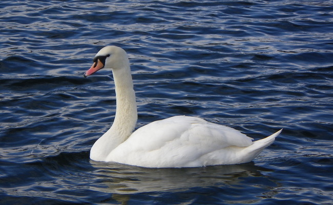 Swan in lake in Kensington